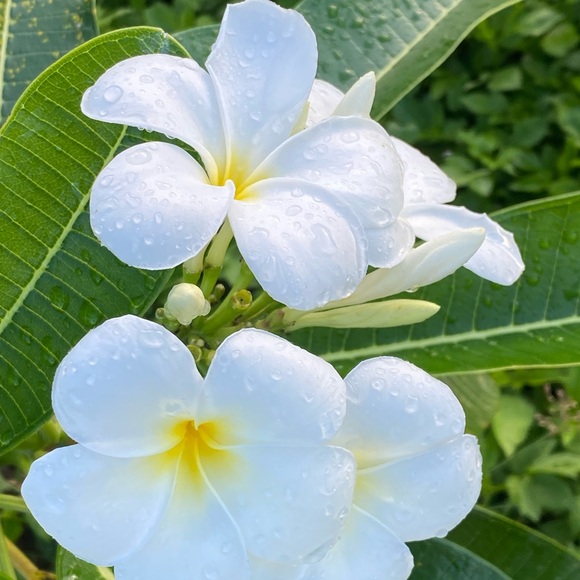 Meet your Posher, Carmen - Picture 4 of 4